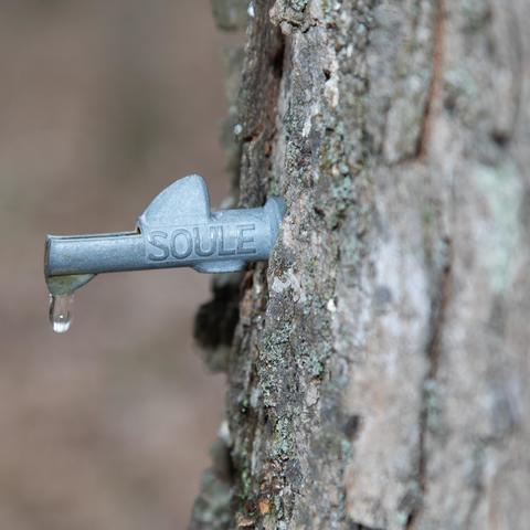 Maple syrup tap