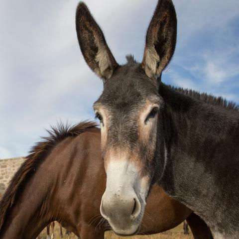 Close-up of a gray mule standing in a grassy field and facing the camera, with large upright ears and a white muzzle.