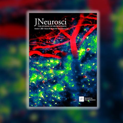 a microscopic view of brain cells colored red, blue and bright green