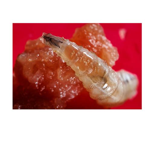 secondary screwworm posed stretched out with a red background 