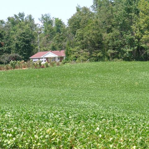 Soybeans in field
