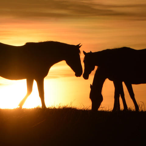 Three horses appear in silhouette on a grassy ridge at sunset. A large horse stands on the left facing two horses on the right, one with its head lowered toward the ground. The setting sun glows behind the horses, casting a warm golden-orange light.