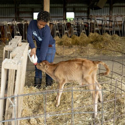 Students feeding young calves as part of their U-DAIRE internship