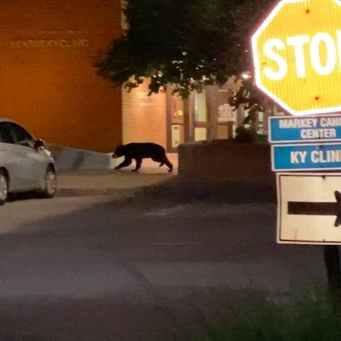 photo of bear on UK campus