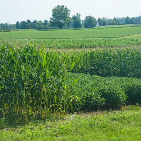 photo of crops