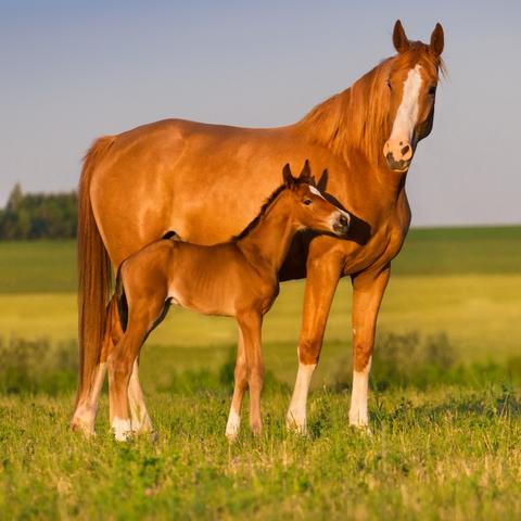 photo of horses 