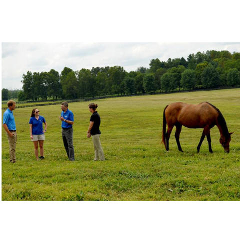 Four people in pasture on left and horse grazing on right
