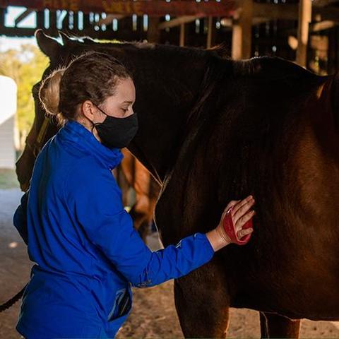 A UK Ag Equine Programs student grooms a horse