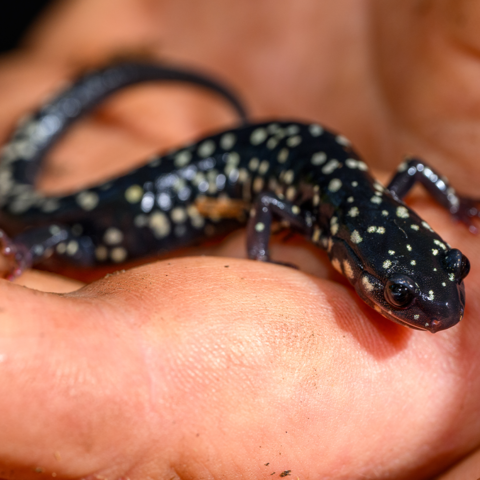 northern slimy salamander