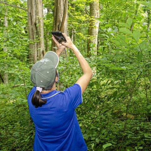 Individual in forest taking photo of trees with cell phone