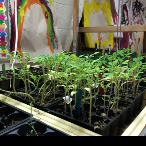 Seedlings for the winter garden at Pikeville Elementary School 