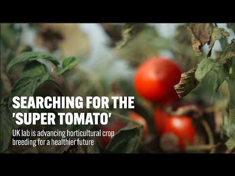 Thumbnail of video for Searching for the ‘super tomato’: UK lab advancing horticultural crop breeding for a healthier future 