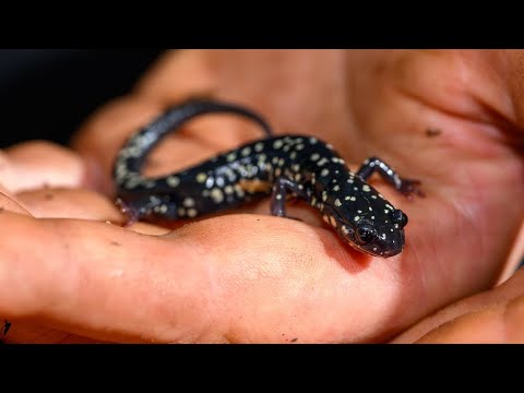 Thumbnail of video for UK senior’s salamander research leads to success outside the classroom